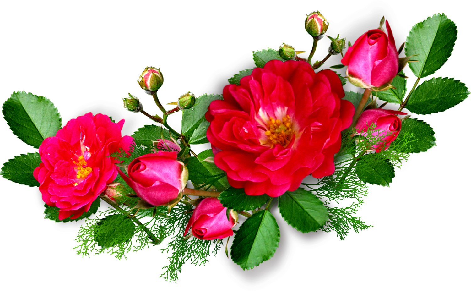 Deep Pink Rose - يارب ابنلي بيت عندك في الجنه (1500x926)