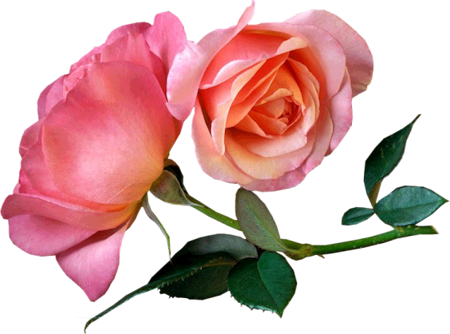 Pink-roses - Good Morning Dear Friend Quotes (450x334)