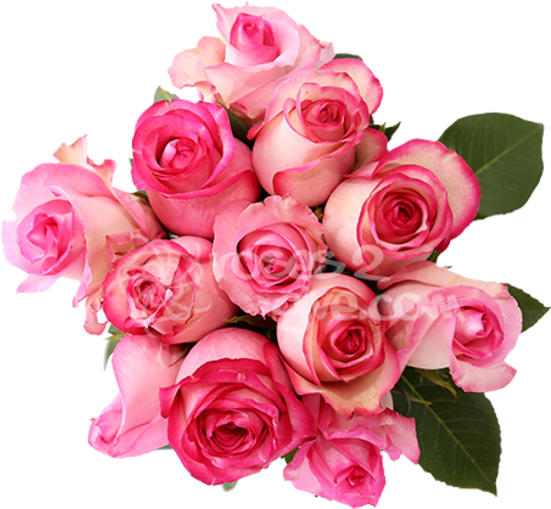 Light Ping And Dark Pink High Quality Fresh Roses In - Rose (800x800)