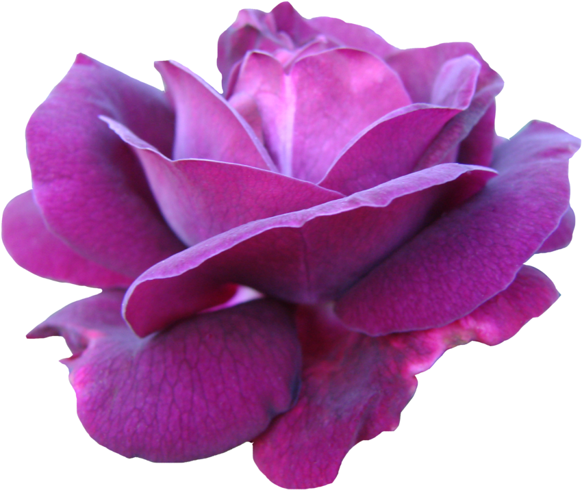 Pre Cut Deep Pink Rose By Jeanmaryanne - Png Purple Rose Flowers Watercolor (1024x768)