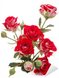 Red Rose Flower Bouquet Isolated On White Background - Rosa Vermelha Com Branco (400x400)