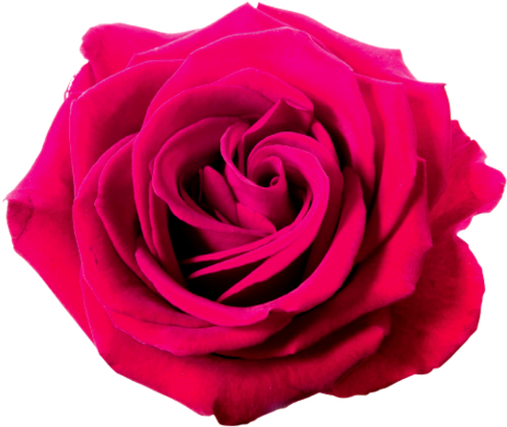 Hot Pink Rose Clip Art - Rose Png Violet (480x480)