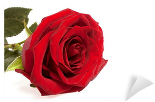Single Red Rose Flower Isolated On A White Background - Rose (400x400)
