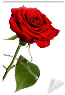 Single Red Rose, Isolated On A White Background Wall - Imagem De Uma Rosa Vermelha (400x400)
