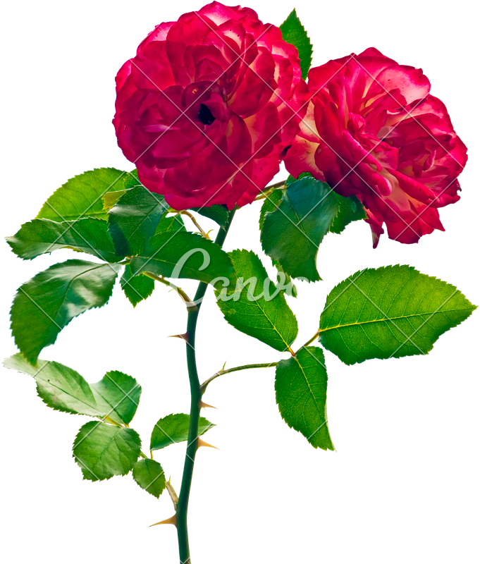 Two Red Roses Isolated On White - Twee Rode Rozen (681x800)