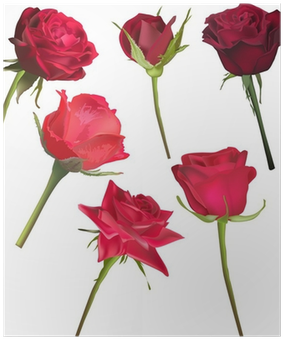 Six Deep Red Rose Flowers Isolated On White Poster - Rose (400x400)