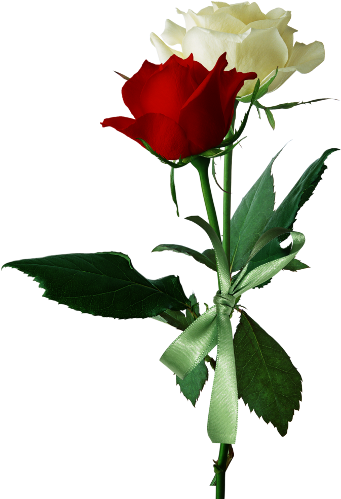 Rose Flower Red White - Rose (697x1024)