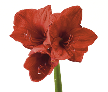 Amaryllis - Flowers Meaning Shy (400x300)