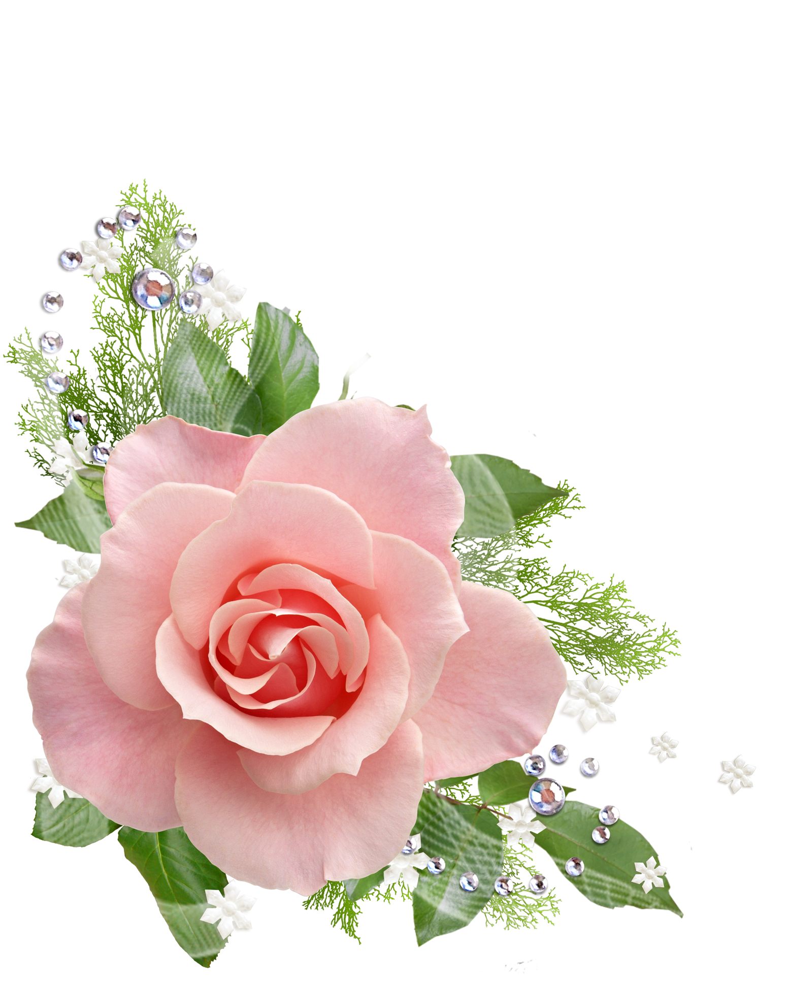 Single Pink Rose Png - Zinnor New Design Stainless Steel Bathroom Paper Holder (1774x1998)