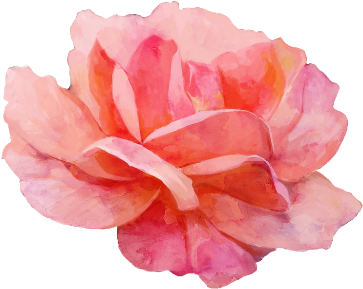 Garden Roses Watercolor Painting - Watercolor Painting (800x800)