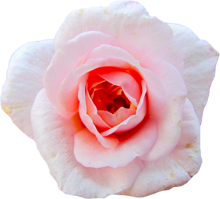 Credit To @angelicshiver - Hybrid Tea Rose (746x674)