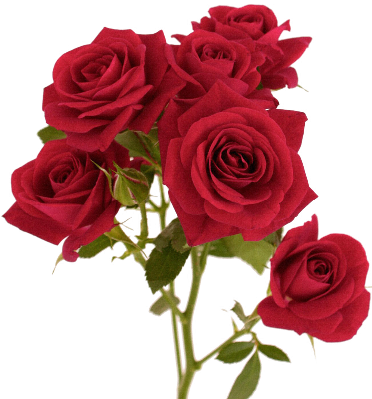 Red Flower Color - Red Flower Color (745x800)