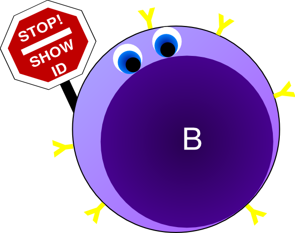 Memory Cells- Remain Viable And Circulating In Lymphatic - B Cells Transparent (600x475)