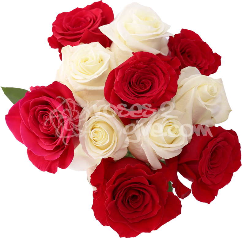 White - Red Combination - White And Red Rose Flowers Images Png (800x800)