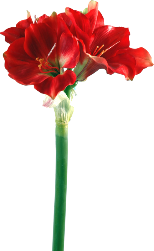 Fleurs,tube,flowers,png - Amaryllis (492x800)