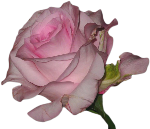 Transparent Blg - Transparent Pink Flowers (500x428)