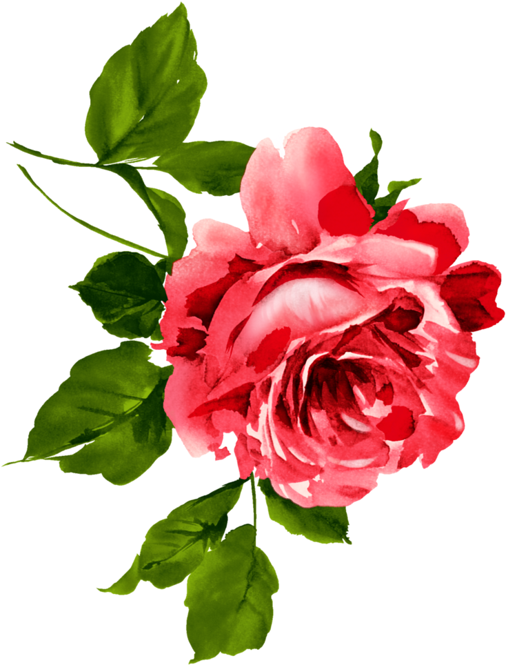 China Flower Floral Emblem Rosa Chinensis Watercolor - China Flower Floral Emblem Rosa Chinensis Watercolor (780x1025)