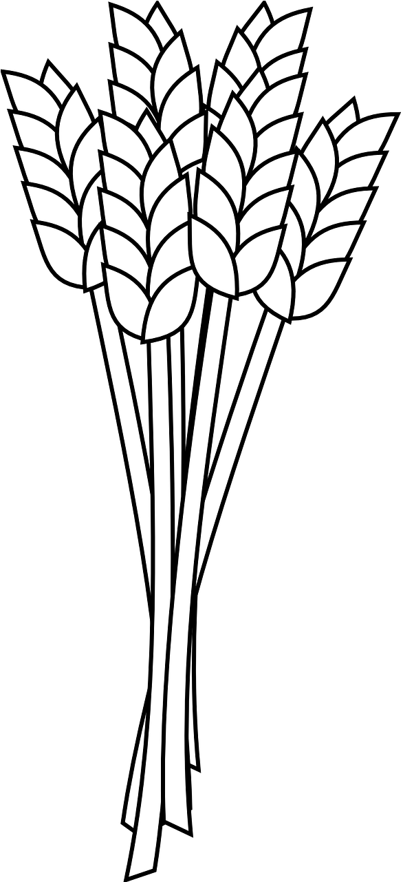 Wheat Flour Coloring Book Whole Grain Clip Art - Wheat Flour Coloring Book Whole Grain Clip Art (678x1280)