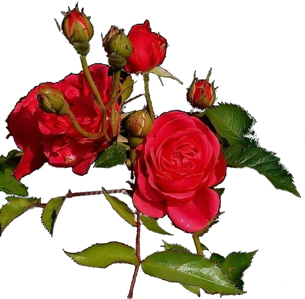 Garden Roses Cut Flowers Clip Art - Garden Roses (600x588)