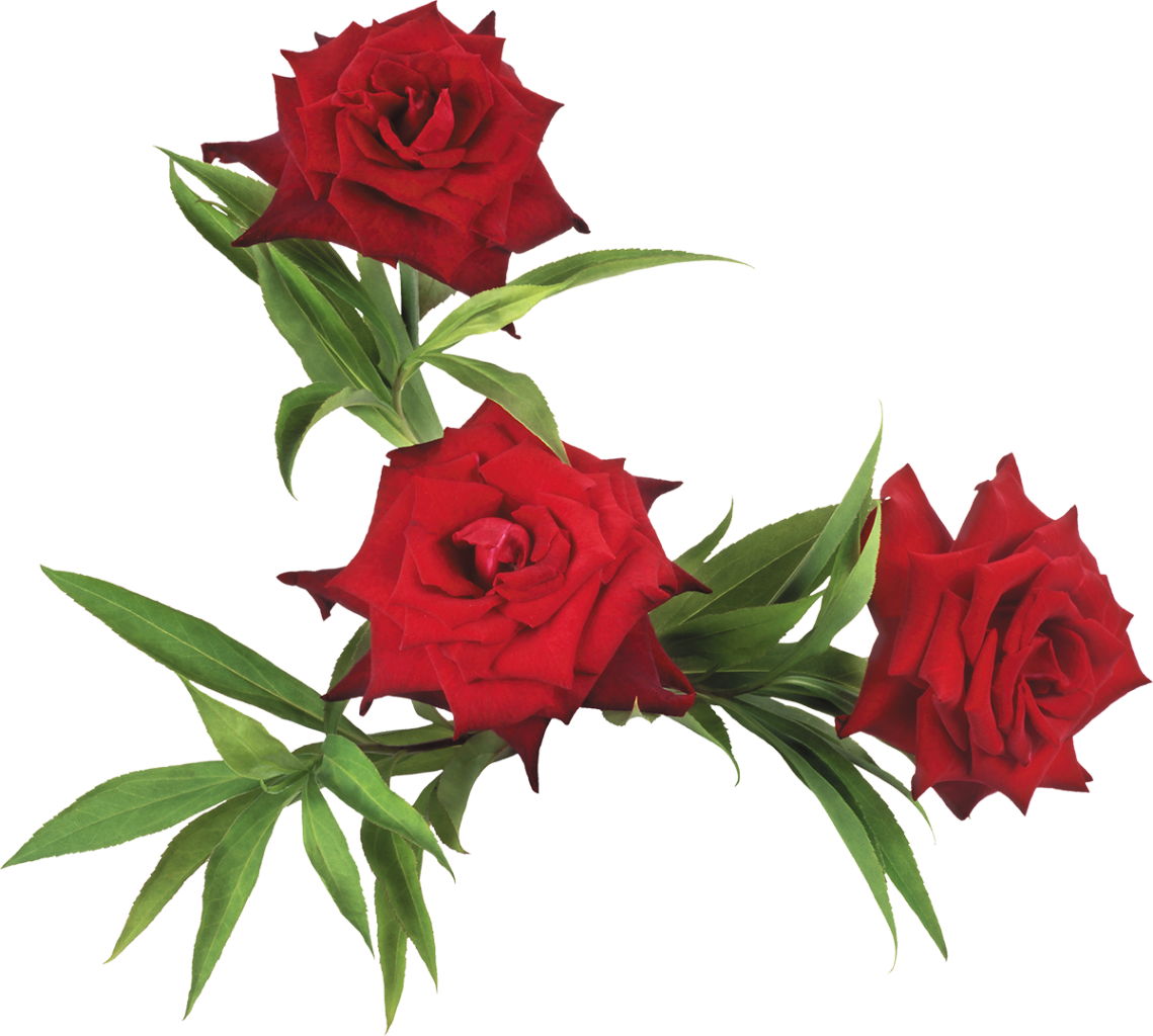 Flower Garden Roses - Flower Garden Roses (1139x1024)