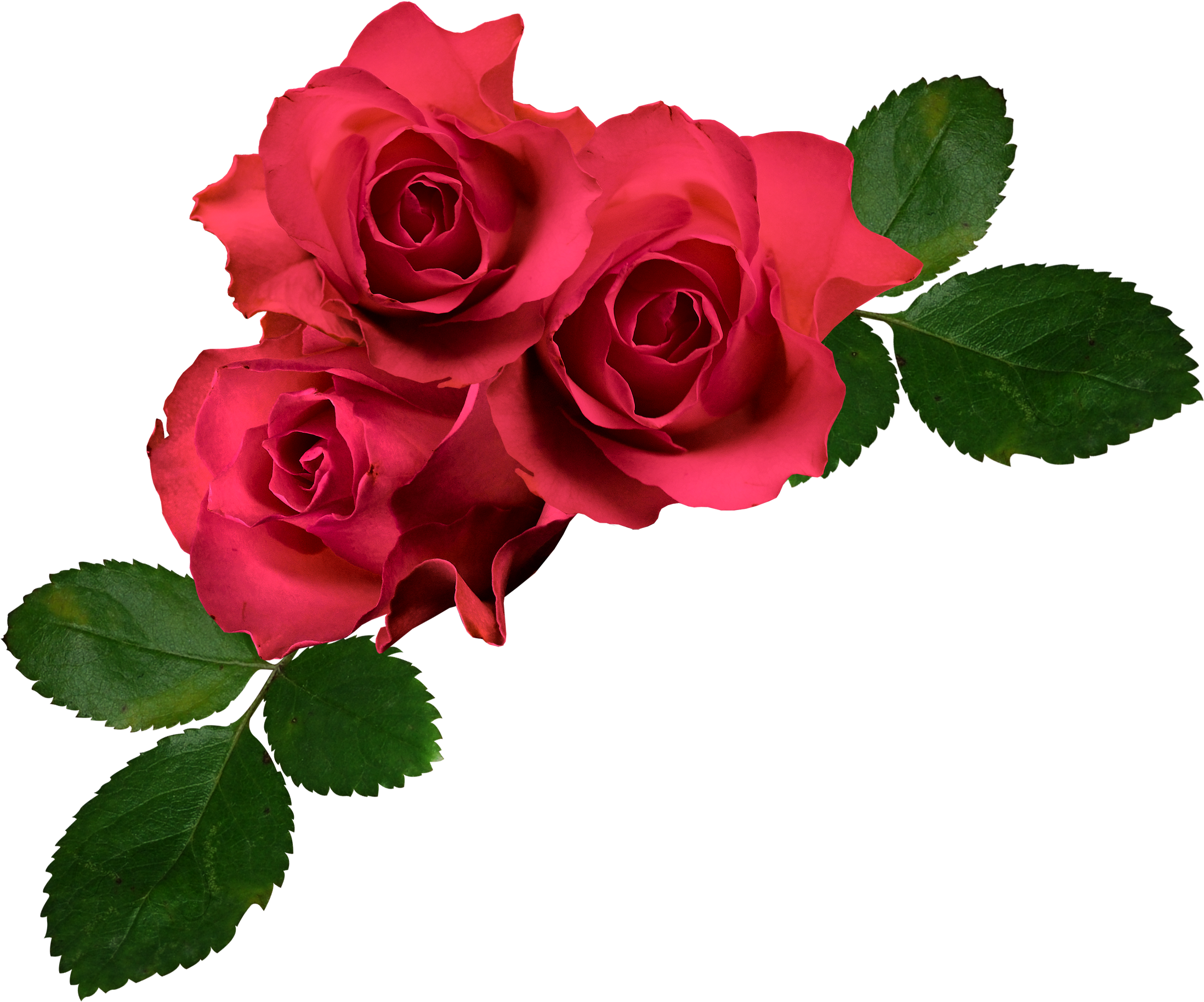 Flower Garden Roses Clip Art - Flower Garden Roses Clip Art (2244x1946)