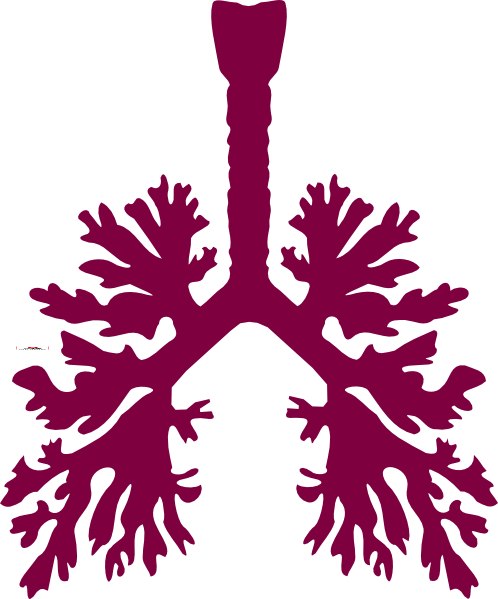 Human Lungs Vector Png (498x599)