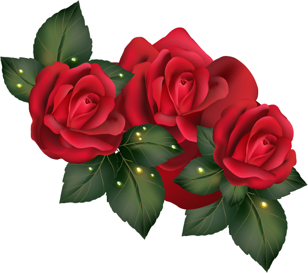 Garden Roses Centifolia Roses Beach Rose Floribunda - Garden Roses Centifolia Roses Beach Rose Floribunda (600x532)