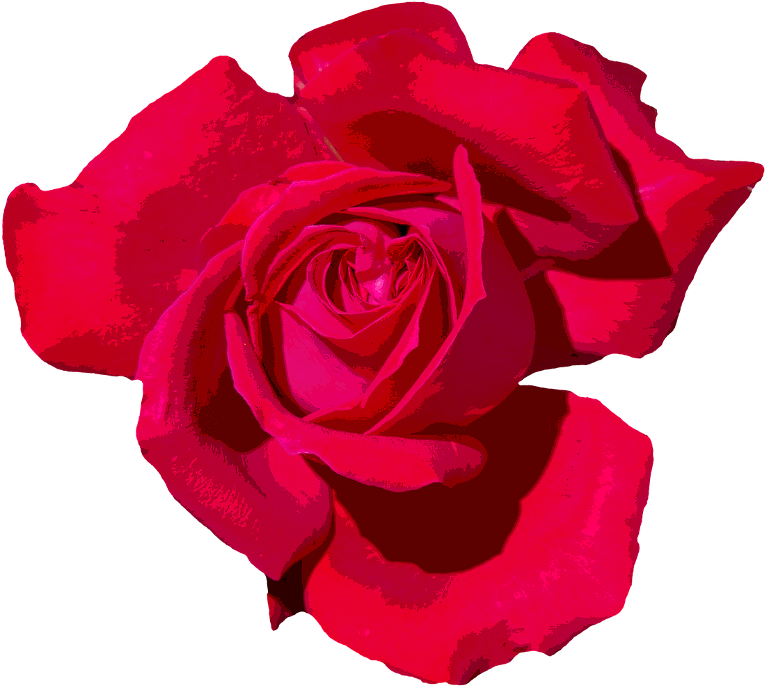 Rose Love Romantic Red Rose Red Png Image - Floribunda (1280x999)