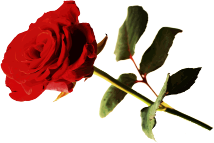 It's A Diamond Of Love - Floribunda (440x295)