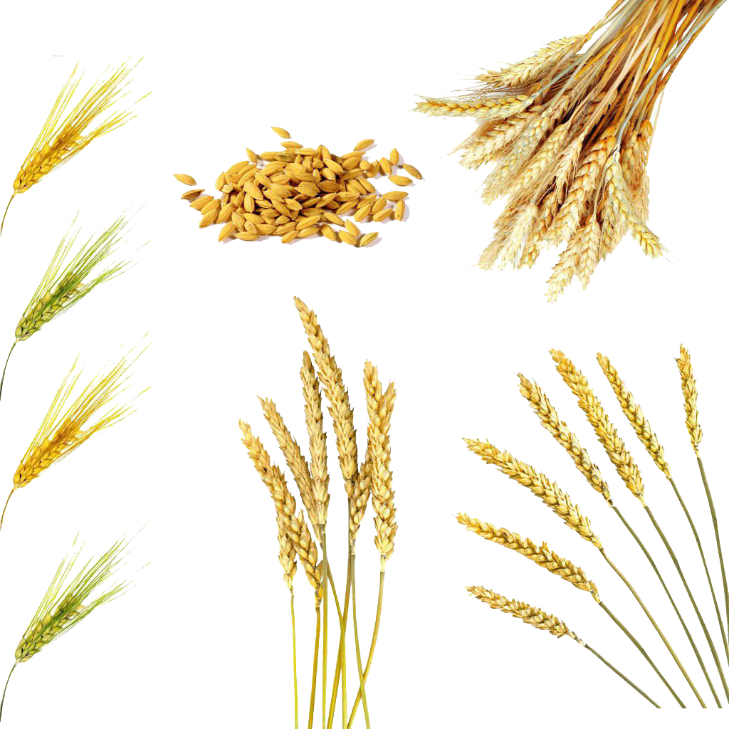 Rice Bran Oil Wheat Cereal Brown Rice - Rice Bran Oil Wheat Cereal Brown Rice (1024x1024)