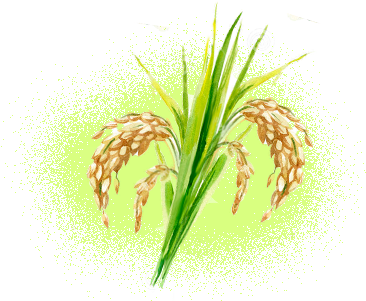 Organic Rice Bran Oil - Fiber Crop (400x300)
