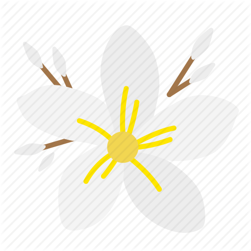 Plumeria Clipart Fragrant Flower - Frangipani (512x512)