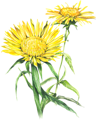 The Hair's Pigments, Whether They Are Natural Or Colored - Sunflower (309x404)