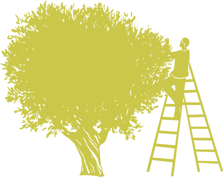 Olive Oil Clipart Tree - Olive Oil (800x366)