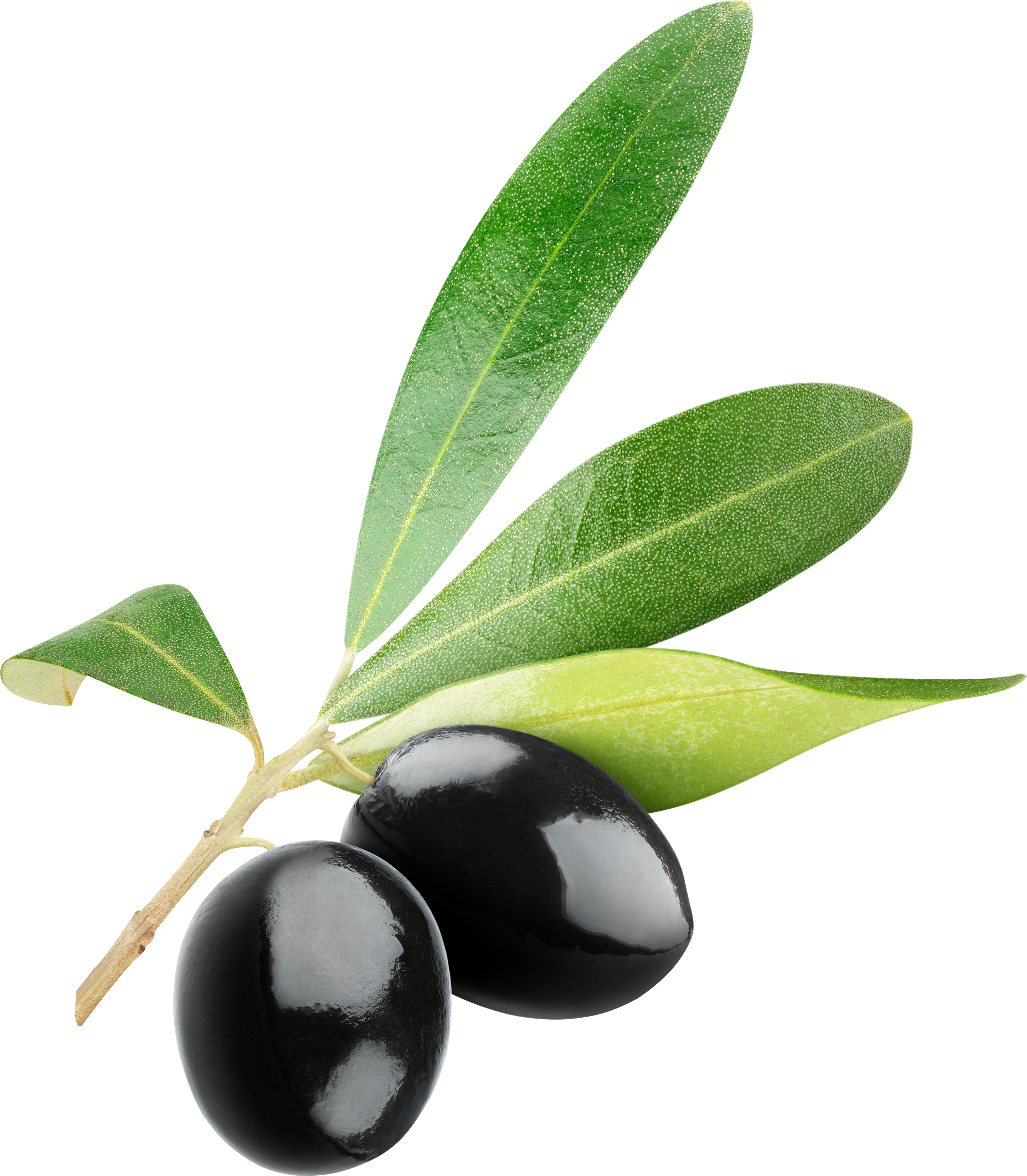 Black Olives Png - Dadi Amma Dadi Amma Maan Jao (3062x3506)