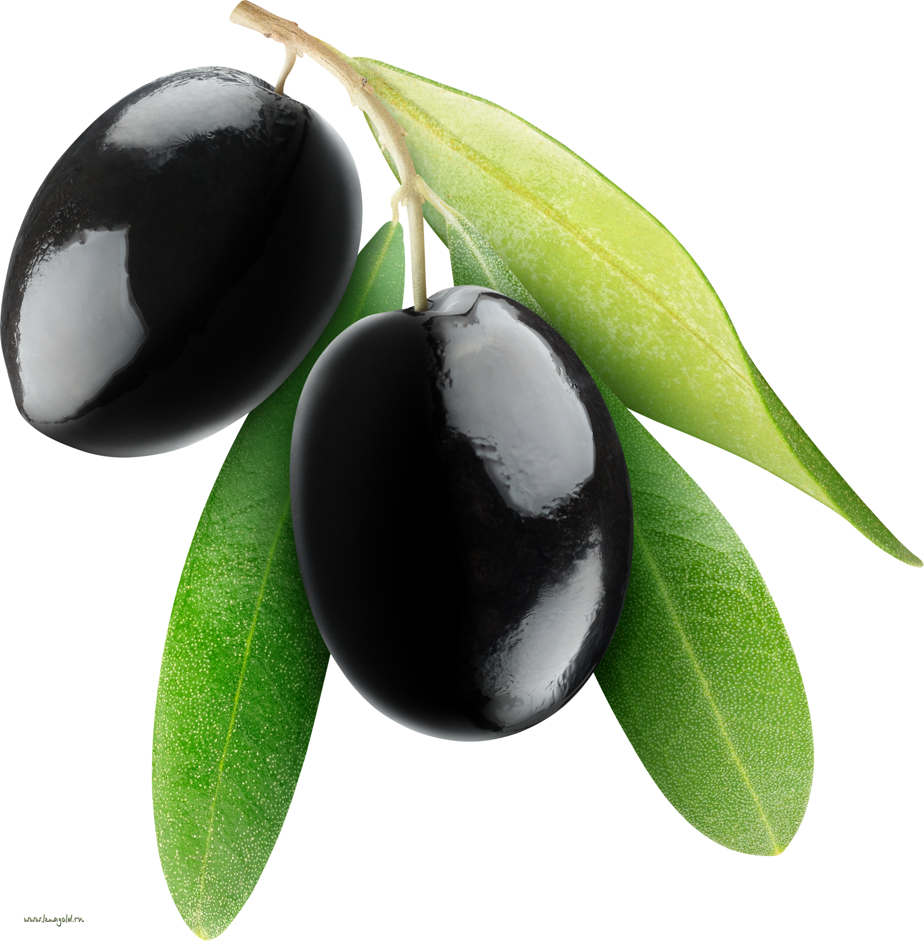 2 Kb, V - Olive Transparent Background (3244x3302)