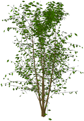 Plante Grimpante Détourée (297x427)