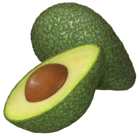 Half Avocado Png Clipart - Avocado Illustration (477x468)