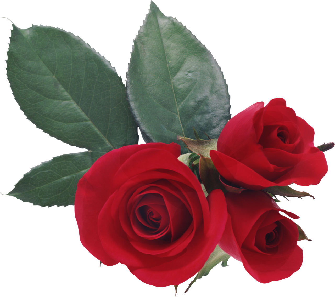 Love Rose Desktop Wallpaper Heart - Love Rose Desktop Wallpaper Heart (1280x1136)