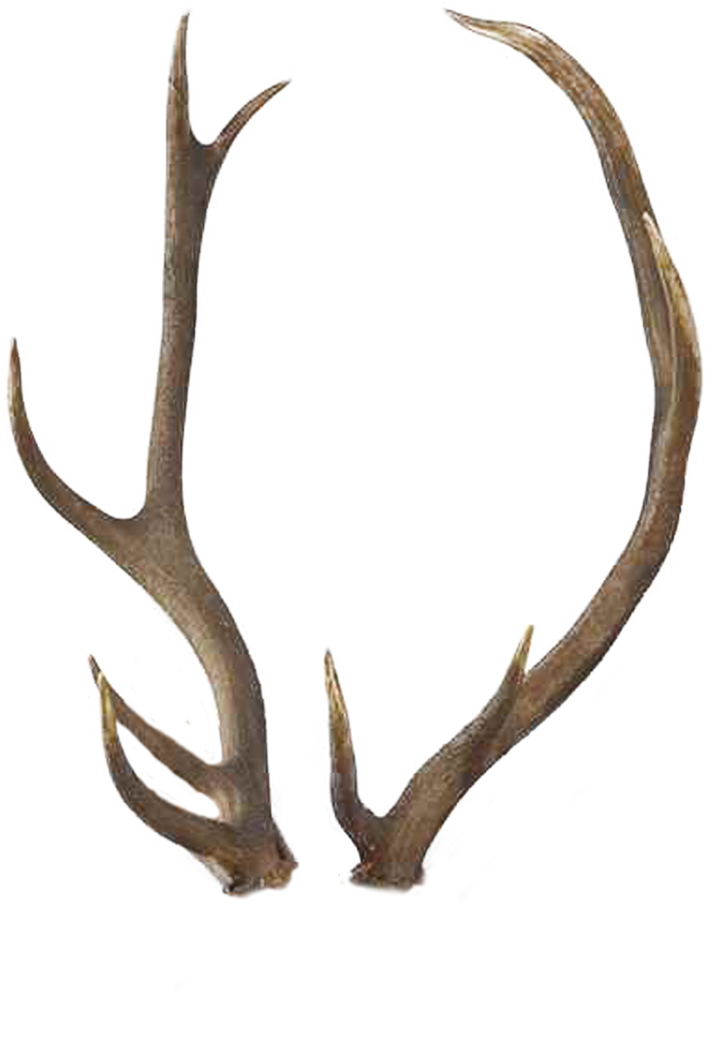725 Horns 03 By Tigers-stock - Horns Png (1024x1504)