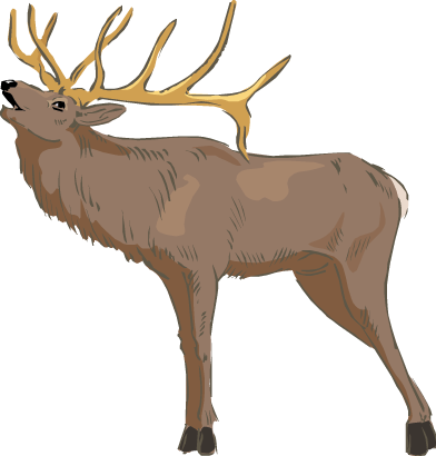 Elk Drawing Color - Elk Transparent Background (392x410)