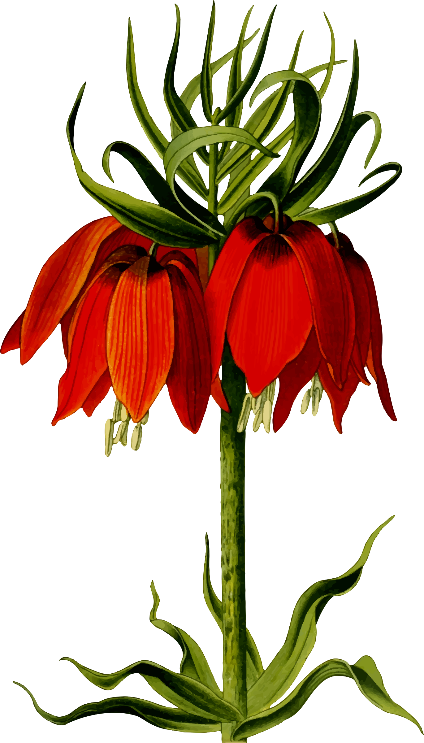 Crown Imperial - Dying Flower Clipart (1370x2400)