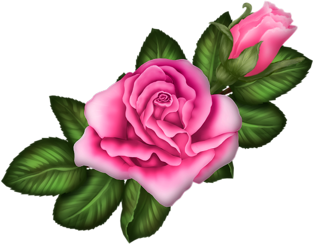 Garden Roses Centifolia Roses Rosa Chinensis Floribunda - Garden Roses Centifolia Roses Rosa Chinensis Floribunda (672x537)