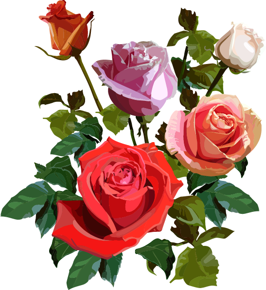 Garden Roses Cabbage Rose Floribunda Cut Flowers - Hoa Hồng File Png (547x598)