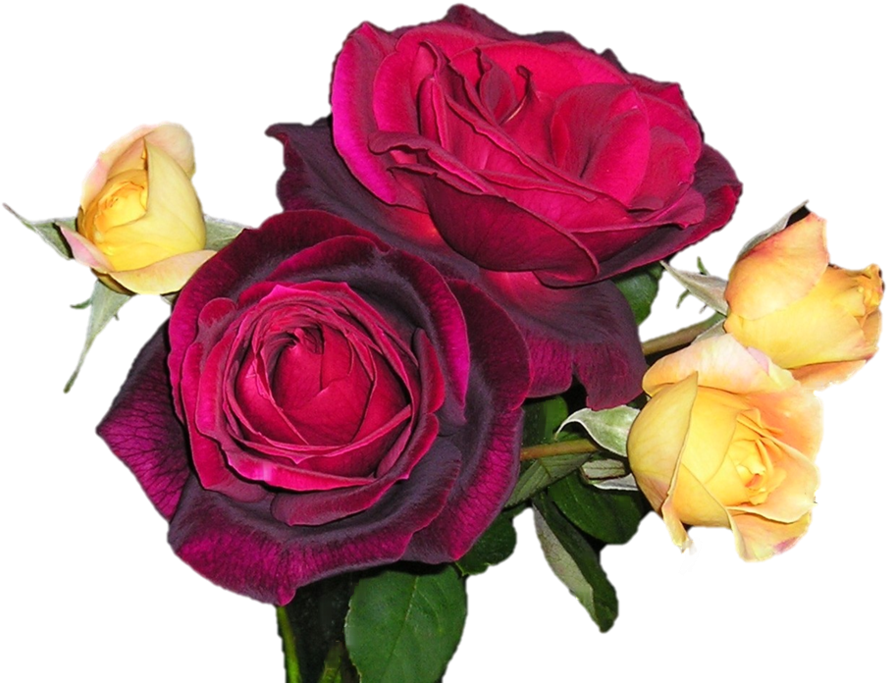 Centifolia Roses Cut Flowers Garden Roses - Centifolia Roses Cut Flowers Garden Roses (900x685)