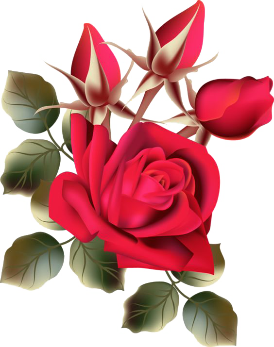 Beach Rose Flower Garden Roses - Beach Rose Flower Garden Roses (564x715)