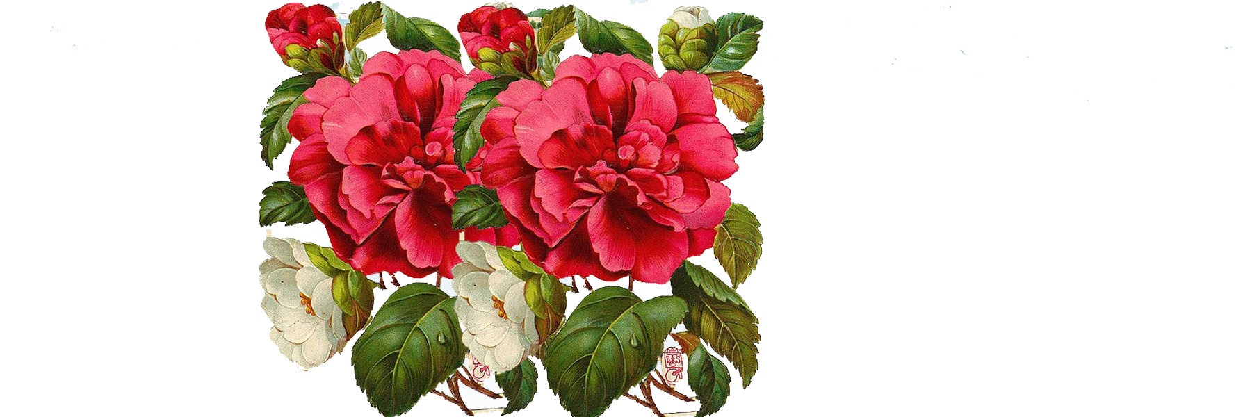 Garden Roses Flower Bouquet - Garden Roses Flower Bouquet (1788x600)