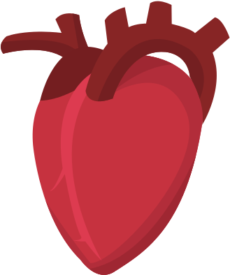 Human Heart Cardio Healthy Icon - Human Heart Vector Png (550x550)
