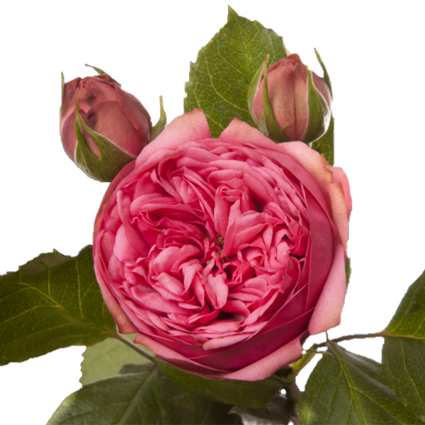Garden Roses Cabbage Rose Floribunda French Rose Memorial - Garden Roses (600x600)