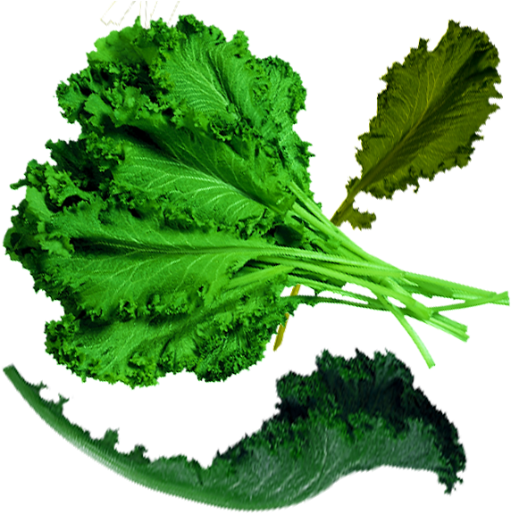 Spring Greens Cabbage Organic Food Kale - Spring Greens Cabbage Organic Food Kale (600x600)
